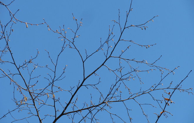 Kiinanpähkinäpensas (Corylus sinensis 1980-1370) on vielä nupulla. Kuva LUOMUS/Paula Havas-Matilainen 14.4.2016