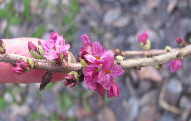 Lehtonäsiä (Daphne mezereum 1997-739) kukkii talven keskellä. Kuva LUOMUS/Havas-Matilainen 8.12.2015