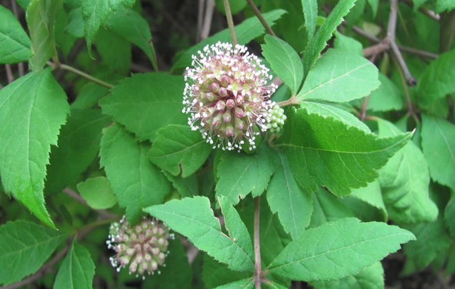 Hokkaidonaralehti (Eleutherococcus divaricatus 1997-535). Kuva LUOMUS/Paula Havas-Matilainen 25.9.2015