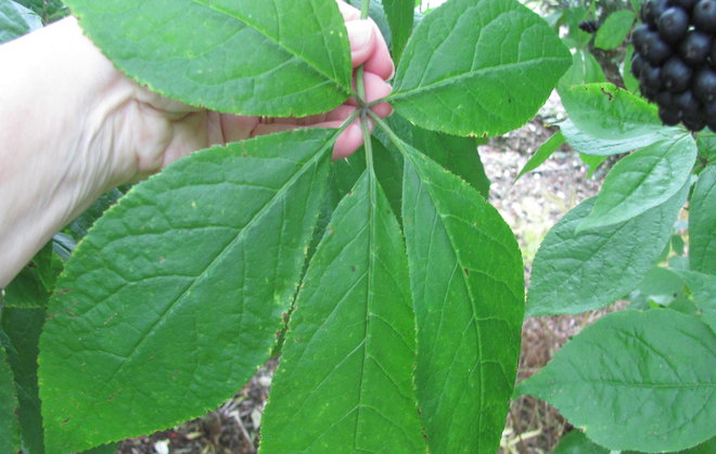 Kiinanaralehden Eleutherococcus sessiliflorus 1994-943 lehdet ovat isohkot, 5-sormiset ja melko sileät. Kuva LUOMUS/Paula Havas-Matilainen 24.9.2016