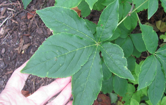 Kiinanaralehden Eleutherococcus sessiliflorus 2008-128 lehdet ovat isohkot, 5-ssormiset, tummanvihreät ja kiiltävät. Kuva LUOMUS/Paula Havas-Matilainen 24.9.2016