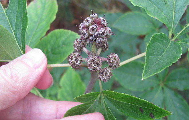 Kiinanaralehden (Eleutherococcus sessiliflorus 2008-128) kukinnot ovat lyhytperäiset. Pääkukinnon lisäksi on 5 - 6 sivukukintoa. Kasvi kukkii IX - X, eivätkä marjat ehdi kypsyä ennen talven tuloa. Kuva LUOMUS/Paula Havas-Matilainen 24.9.2016