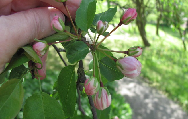 Metsäomenapuu Malus sylvestris 00ZZ-242 oli nupulla 20.5.2016. Kukkaperät ovat karvattomat. Kuva LUOMUS/Paula Havas-Matilainen