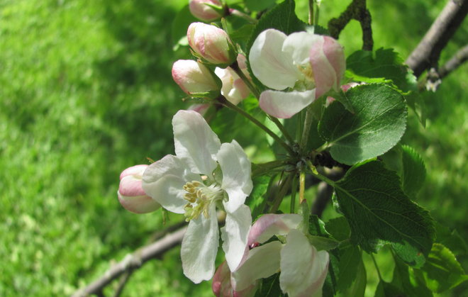 Metsäomenapuu Malus sylvestris 00ZZ-244. Kuva Luomus/Paula Havas-Matilainen 20.5.2016