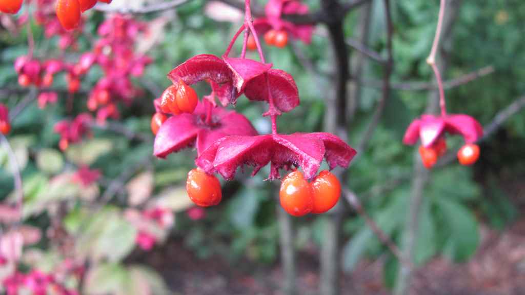 Kirsikkasorvarinpensas (Euonymus planipes 1993-681). Kuva LUOMUS/Paula Havas-Matilainen 25.9.2015