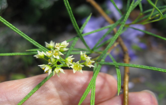 Grubbia tomentosa 2010-1107:n kukkia. Kuva LUOMUS/Paula Havas-Matilainen 17.12.2015