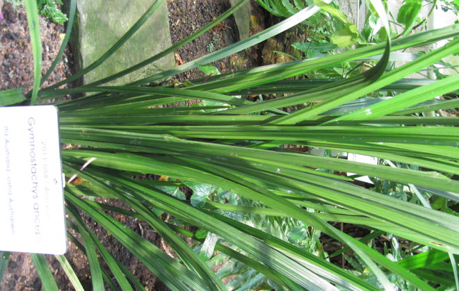 Gymnostachys anceps 2011-687. Ensin huomasin lehdet... Kuva LUOMUS/Paula Havas-Matilainen 1.11.2015