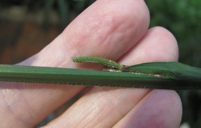 Gymnostachys anceps 2011-687. Alimmat kukinnot ovat vielä nupulla. Kuva LUOMUS/Paula Havas-Matilainen 1.11.2015