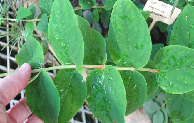 Hypericum androsaemum -kuisma on isolehtinen. Kuva LUOMUS/Paula Havas-Matilainen 11.7.2015