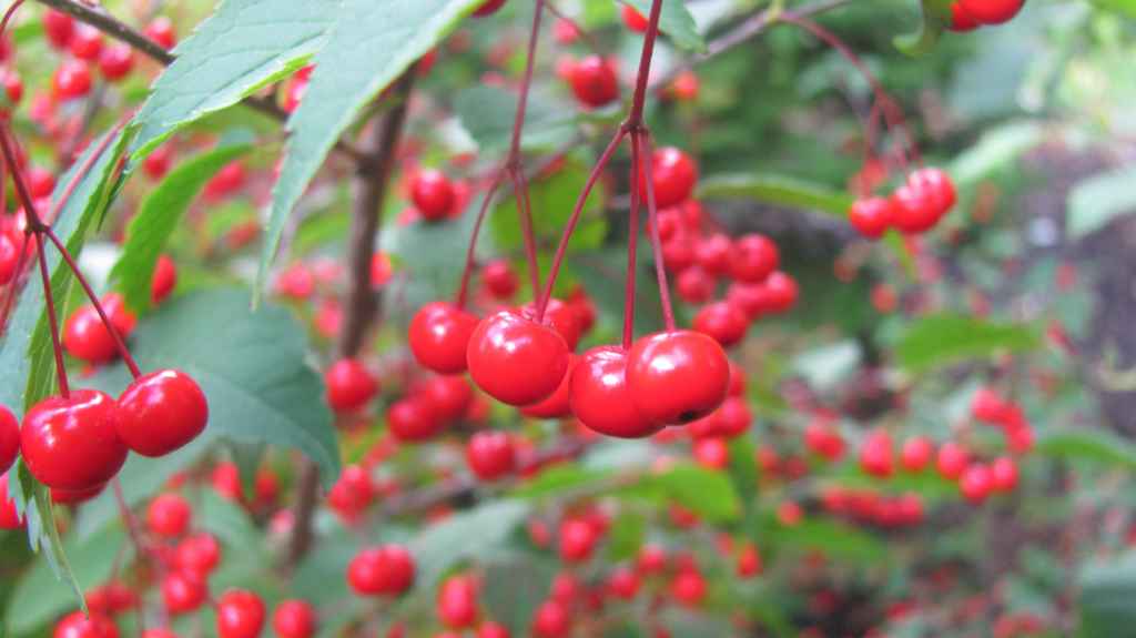 Ilex geniculata 1999-478 -orjanlaakeri. Kuva LUOMUS/Paula Havas-Matilainen 25.9.2015