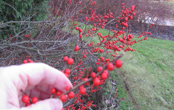 Kesäorjanlaakeri (Ilex verticillata 1990-45) jouluasussaan. Kuva LUOMUS/Havas-Matilainen 8.12.2015