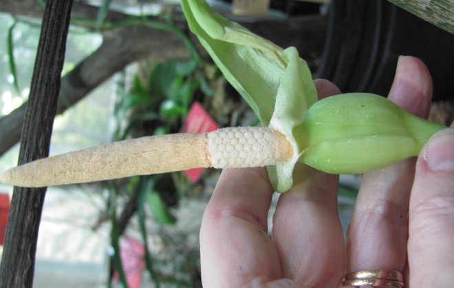 Malesiasta tuotu Alocasia indet. 2011-1373 kukkii ensi kerran. Kuva: LUOMUS/Paula Havas-Matilainen 1.11.2015