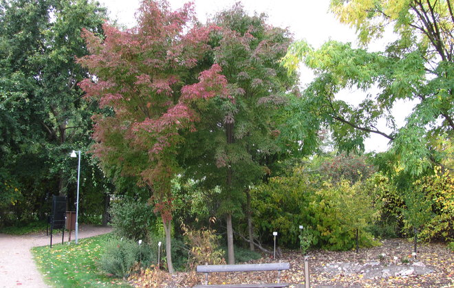 Mantsurianvaahtera (Acer mandshuricum 1994-849). Kuva LUOMUS/Paula Havas-Matilainen 28.9.2016