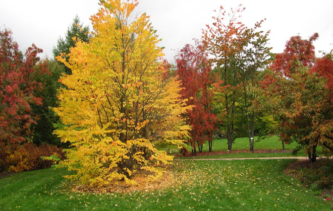 Vielä toinen pikkulehtikatsura, Cercidiphyllum japonicum 1993-531. Kuva LUOMUS/Paula Havas-Matilainen 28.9.2016