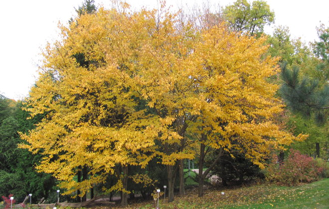 Keltakoivu (Betula alleghaniensis 1997-443) nimikkoväreissään 13.10.2016. Kuva LUOMUS/Paula Havas-Matilainen