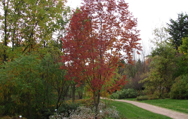 Valkosaarnen, Fraxinus americana 2003-493, syysväri on punainen. Kuva LUOMUS/Paula Havas-Matilainen 13.10.2016