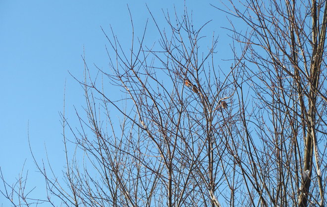 Punavaahteran (Acer rubrum) latvassa on punatulkkuja. Kuva LUOMUS/Paula Havas-Matilainen 20.1.2016