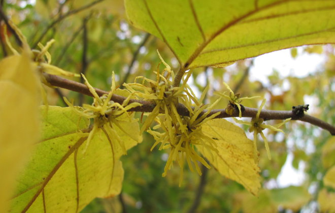 Amerikantaikapähkinä, Hamamelis virginiana 1996-345, kukkii. Kuva LUOMUS/Paula Havas-Matilainen 13.10.2016