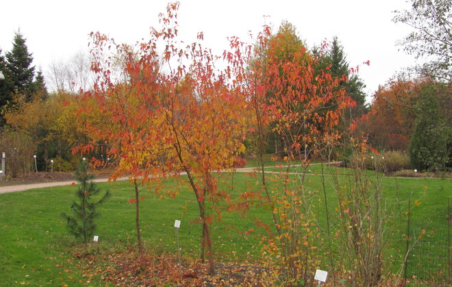 Nuoret mongolianvaahterat (Acer tataricum subsp. ginnala 2008-104). Kuva LUOMUS/Paula Havas-Matilainen 13.10.2016