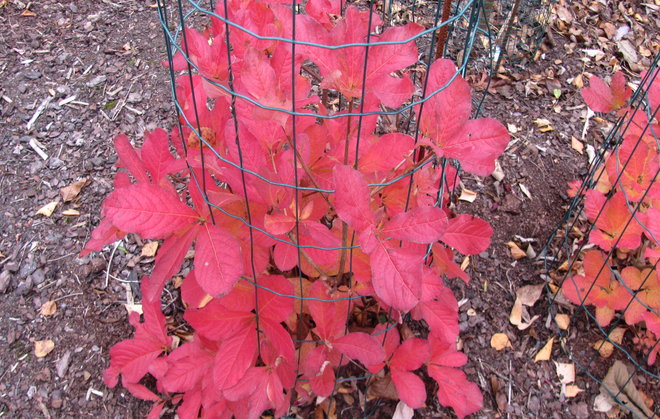 Kuningasatsalea Rhododendron schlippenbachii 2008-344 syysasussaan. Kuva LUOMUS/Paula Havas-Matilainen 13.10.2016