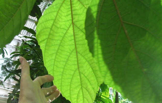 Ficus vallis-choudae 2005-366 -viikunan suuret lehdet. Kuva LUOMUS/Paula Havas-Matilainen 15.10.2016