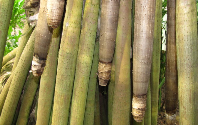 Madagaskarinkairapalmu Pandanus utilis 1987-659 ja kasvavia pönkkäjuuria. Kuva LUOMUS/Paula Havas-Matilainen 15.10.2016