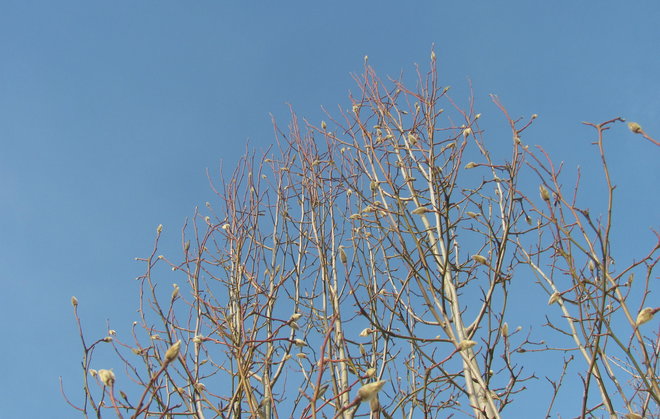 Pajumagnolia (Magnolia salicifolia 1999-481) kukkii huhti-toukokuun vaihteessa. Kuva LUOMUS/Paula Havas-Matilainen 17.2.2016