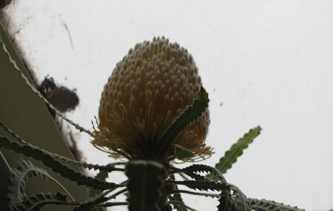 Banksia (prionotes?) 2011-523 -banksia on nupulla. Kuva LUOMUS/Paula Havas-Matilainen 15.10.2016