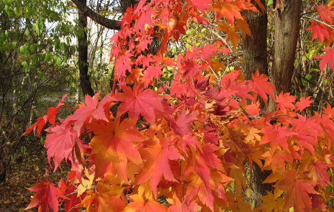 Koreanvaahtera Acer pseudosieboldianum 1994-845 on todella korea. Kuva LUOMUS/Paula Havas-Matilainen 18.10.2016