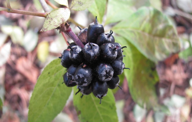 Mutta kiinanaralehden (Eleutherococcus sessiliflorus 2008-128) kaikissa viidessä pensaassa on kypsiä hedelmiä! Kuva LUOMUS/Paula Havas-Matilainen 18.10.2016