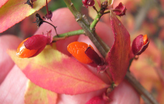 Pallesorvarinpensas Euonymus alatus 2006-712 on tehnyt hedelmiä ensi kerran. Kuva LUOMUS/Paula Havas-Matilainen 18.10.2016