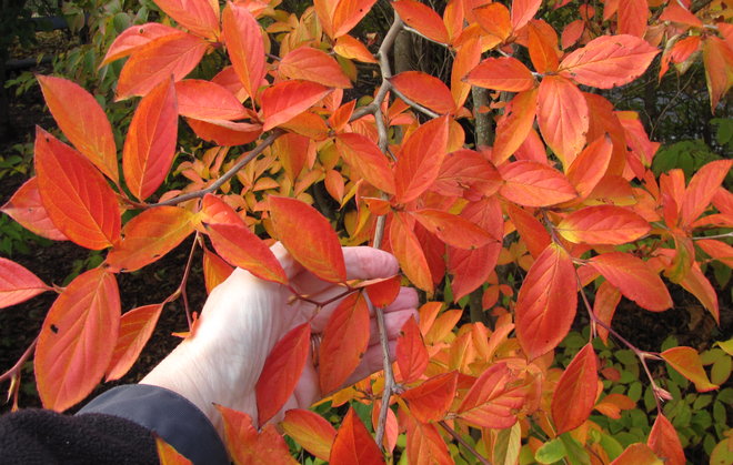 Japaninkesäkamelian (Stewartia pseudocamellia 1999-472) lehtien yläpinta on komeasti värittynyt. Kuva LUOMUS/Paula Havas-Matilainen 18.10.2016