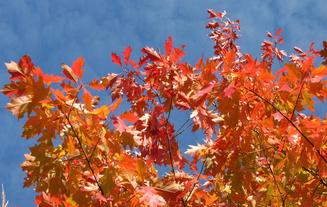 Punatammen, Quercus rubra 1990-382, alkavaa ruskaa. Kuva LUOMUS/Paula Havas-Matilainen 18.10.2016