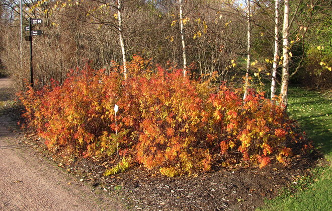 Taiganruusu Rosa davurica 1994-1072. Kuva LUOMUS/Paula Havas-Matilainen 18.10.2016