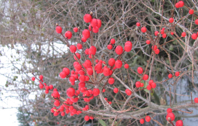 Toisen kesäorjanlaakerin, Ilex verticillata 1990-45:n, emipensaan hehkua. Kuva LUOMUS/Paula Havas-Matilainen 7.11.2016