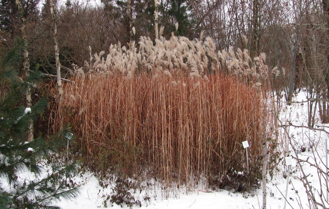 Mammuttiheinän, Miscanthus sacchariflorus 2005-8, iloinen väriläiskä. Kuva LUOMUS/Paula Havas-Matilainen 7.11.2016