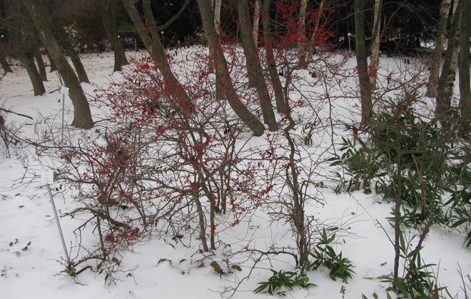 Ilex serrata 1997-537 -orjanlaakerin marjat ovat pienemmät kuin kesäorjanlaakerien. Kuva LUOMUS/Paula Havas-Matilainen 7.11.2016