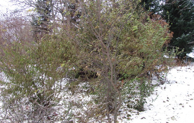 Honshun saarelta saatu japaninvalkopyökki, Carpinus japonica 2003-565, kohtasi pakkaset täydessä lehdessä. Kuva LUOMUS/Paula Havas-Matilainen 7.11.2016