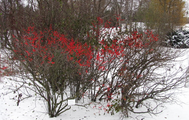 Kesäorjanlaakerin, Ilex verticillata 1994-585, marjojen joulunpunaa. Kuva LUOMUS/Paula Havas-Matilainen 7.11.2016