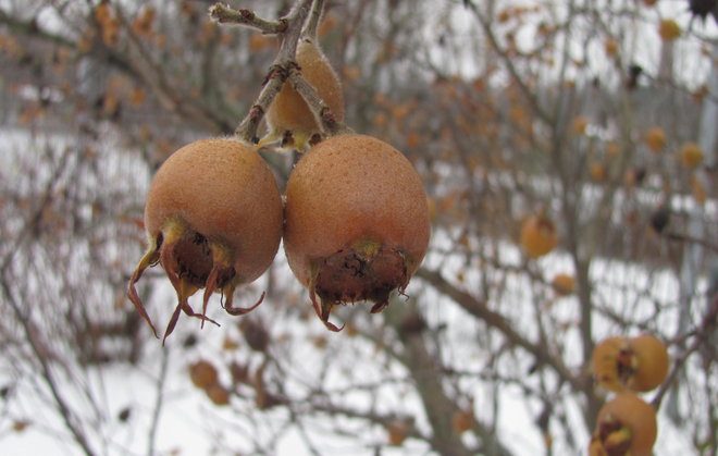 Mispeli, Crataegus germanica 1995-98, on täpö täynnä kypsiä hedelmiä. Kuva LUOMUS/Paula Havas-Matilainen 7.11.2016