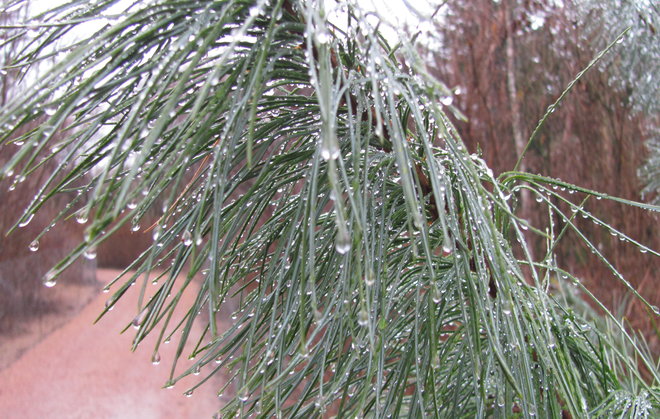 Joulukuun sateen kastelema koreansembra, Pinus koraiensis 1994-1080. Kuva LUOMUS/Paula Havas-Matilainen 8.12.2016