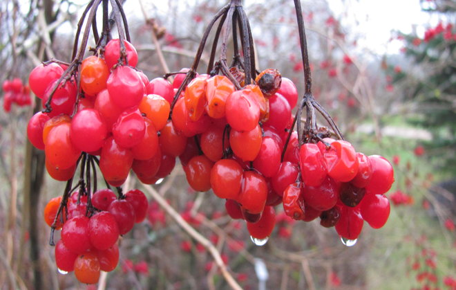 Amerikanheiden, Viburnum opulus subsp. trilobum 1992-167, marjojen hehkua. Kuva LUOMUS/Havas-Matilainen 8.12.2016