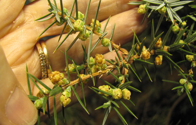 Okakatajan (Juniperus oxycedrus 1997-715) hedekukinnot ovat vielä nupulla. Kuva LUOMUS/Paula Havas-Matilainen 13.12.2016