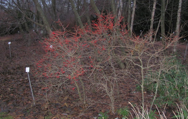 Ilex serrata 1997-37 -orjanlaakeri. Kuva LUOMUS/Paula Havas-Matilainen 22.12.2016