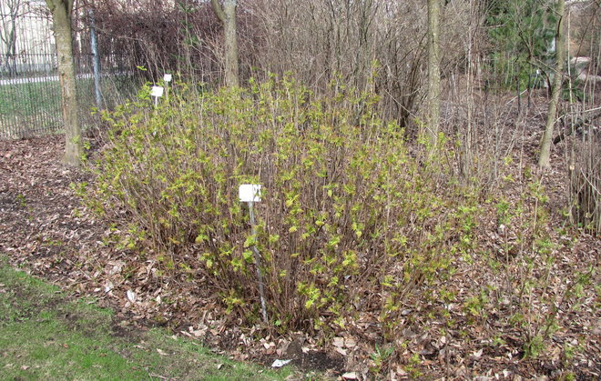 Helmipihlaja-angervossa (Sorbaria grandiflora 1977-727) on jo lehdet. Kuva LUOMUS/Paula Havas-Matilainen 19.4.2016