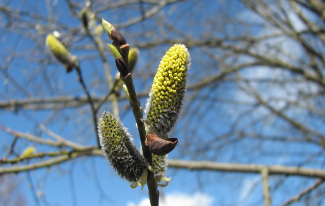 Vanha raita (Salix caprea 00XX-95) on isolla nupulla. Kuva LUOMUS/Paula Havas-Matilainen 19.4.2016