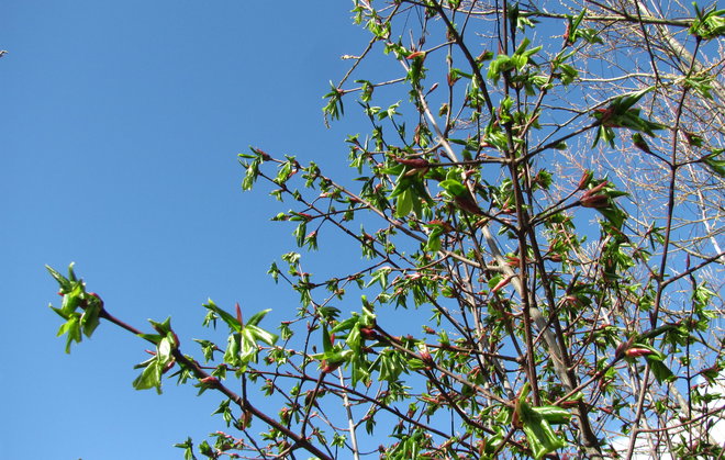 Lyhtysorvarinpensaan (Euonymus macropterus 1993-733) jokakeväinen taikatemppu menossa. Kuva LUOMUS/Paula Havas-Matilainen 19.4.2016