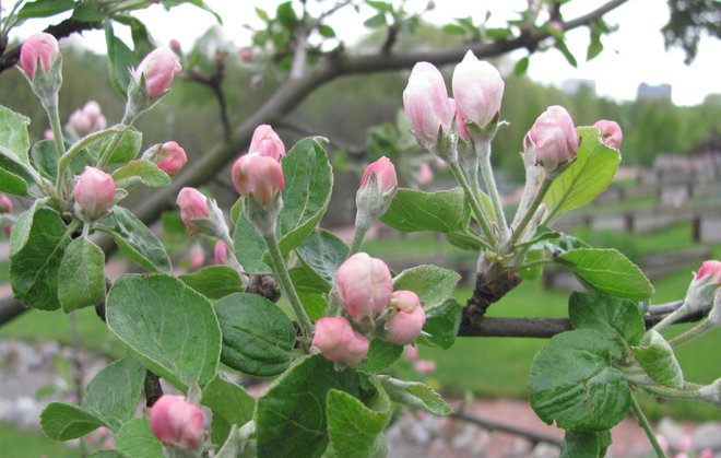 Tarhaomenapuu Malus domestica 'Pirja' oli nupulla 15.5.2016. Huomaa karvaiset kukkaperät! Kuva LUOMUS/Paula Havas-Matilainen