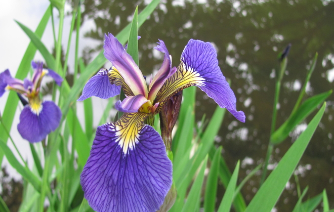 Kaunokurjenmiekka Iris setosa 1987-831. Kuva LUOMUS/Paula Havas-Matilainen