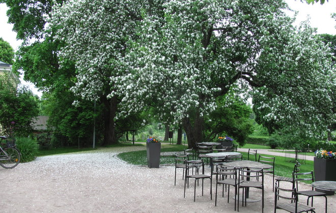 Ei, sehän on siperianomenapuu, Malus prunifolia, jonka valkoiset terälehdet satavat lumena maahan. Kuva LUOMUS/Paula Havas-Matilainen 26.5.2016